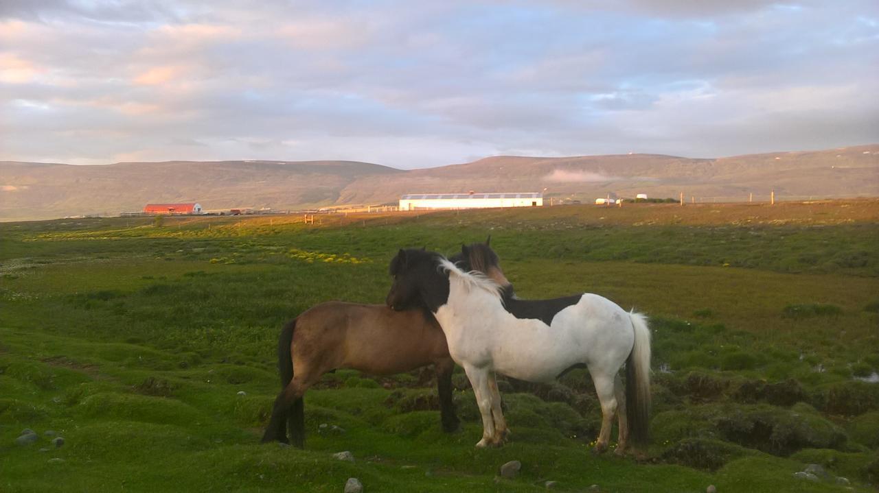 Glaesibaer 2 Guesthouse And Horsefarm Akureyri Eksteriør bilde